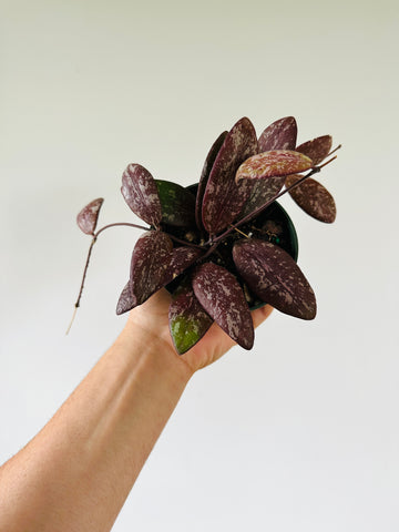 Hoya Sigillatis Wide Leaf- Purple Hoya - 4