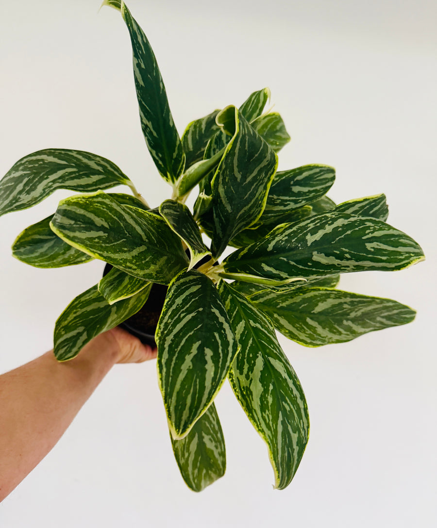 Aglaonema Snow Cap - 6