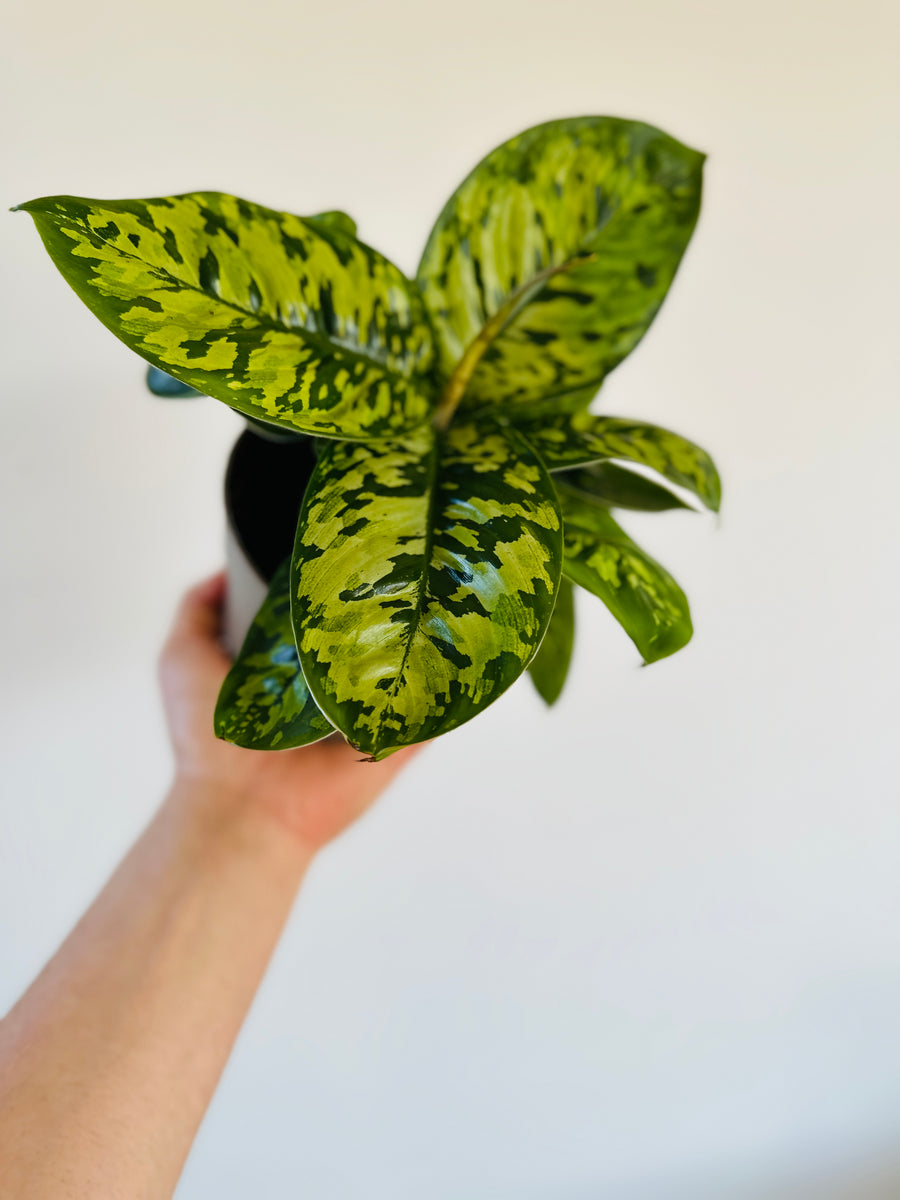 Homalomena Camoflauge - Rare Aroid - 5