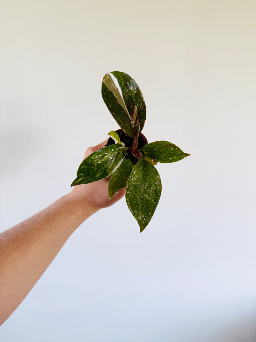 Philodendron White Knight Galaxy - 2