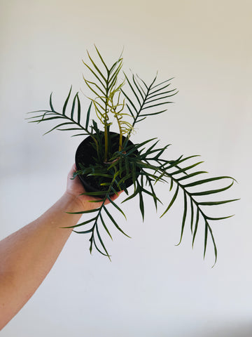Philodendron Tortum - 6” Pot