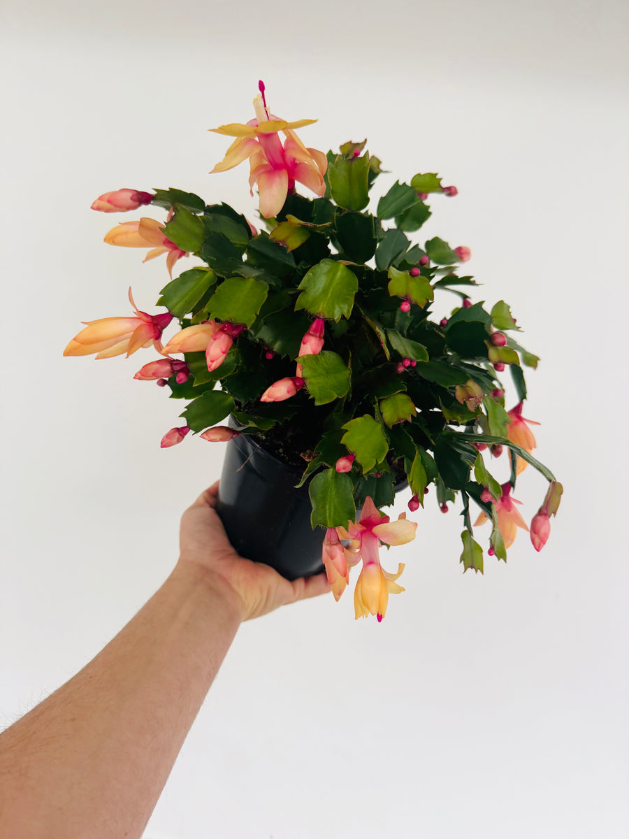 Yellow Christmas Cactus -Schlumbergera Zygocactus - 6