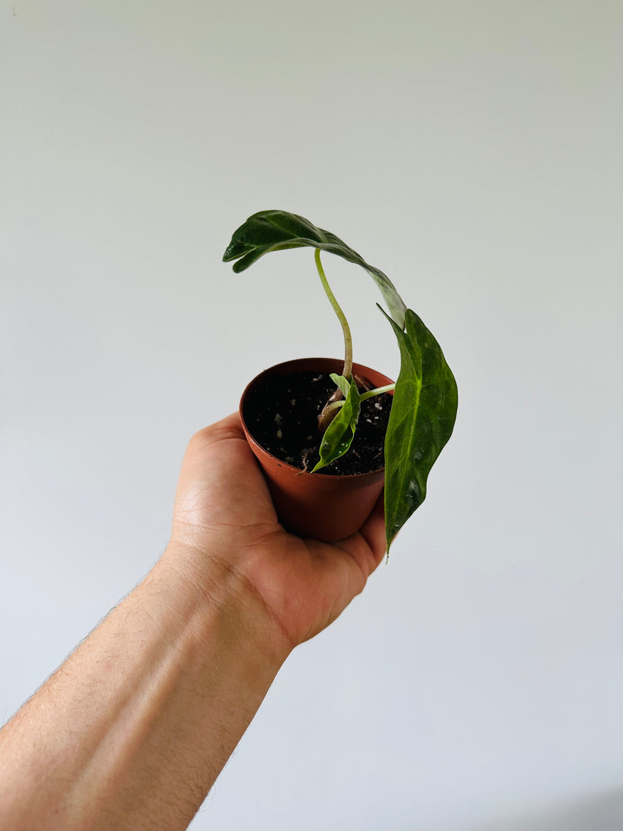 Alocasia Amazonica 'Polly' - 3