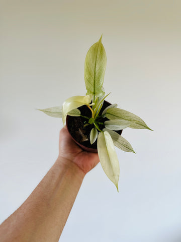 Philodendron Florida Ghost - Highly Variegated - 4
