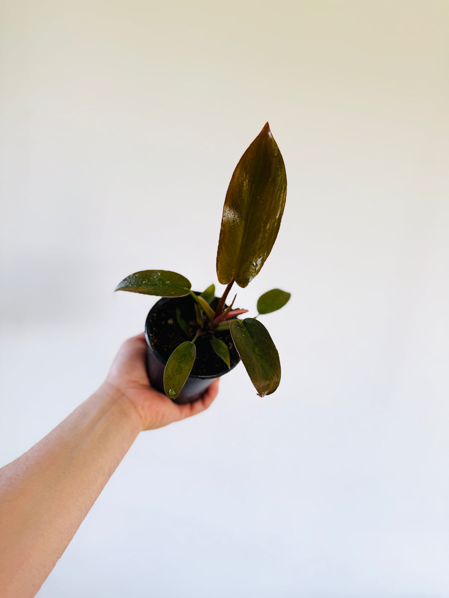 Philodendron Sayaka - Caramel Philodendron - 4