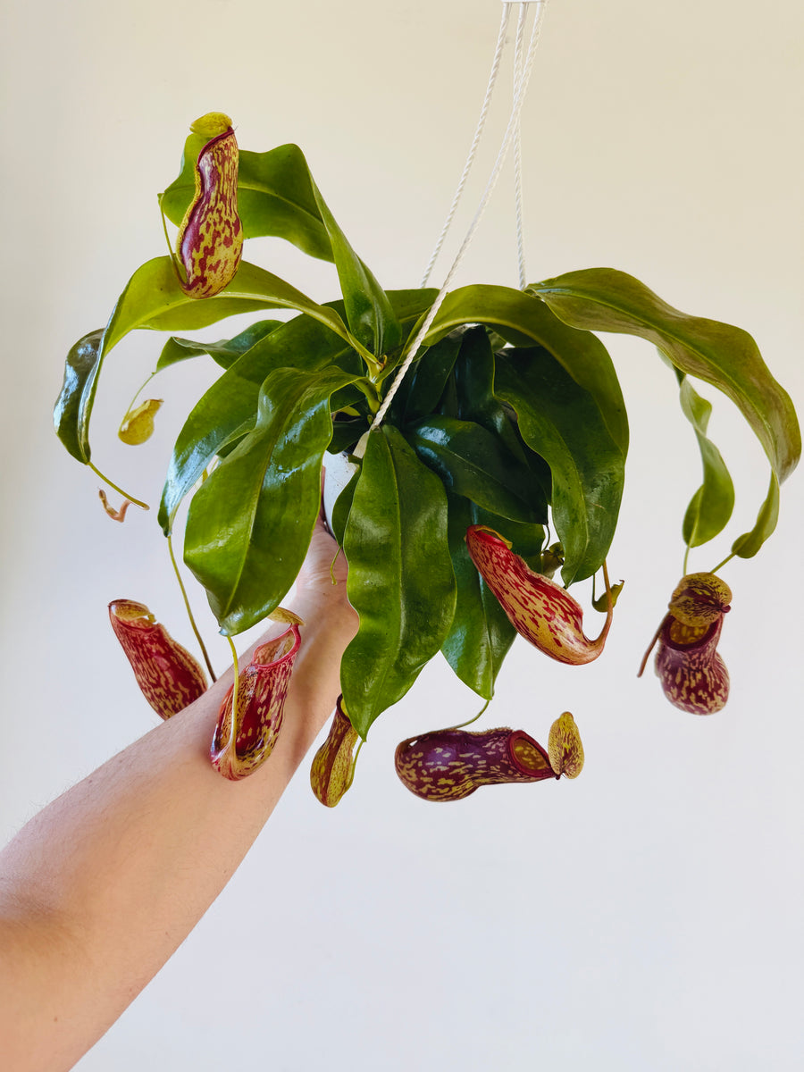 Pitcher Plant - Nepenthes 'Gaya' - 6