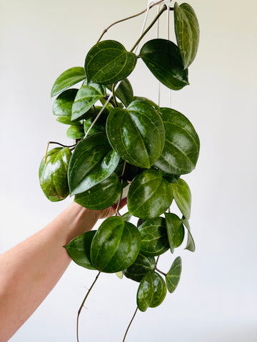Hoya Sulawesi GPS 8867 (Exact Plant) - Mother Plant - 4