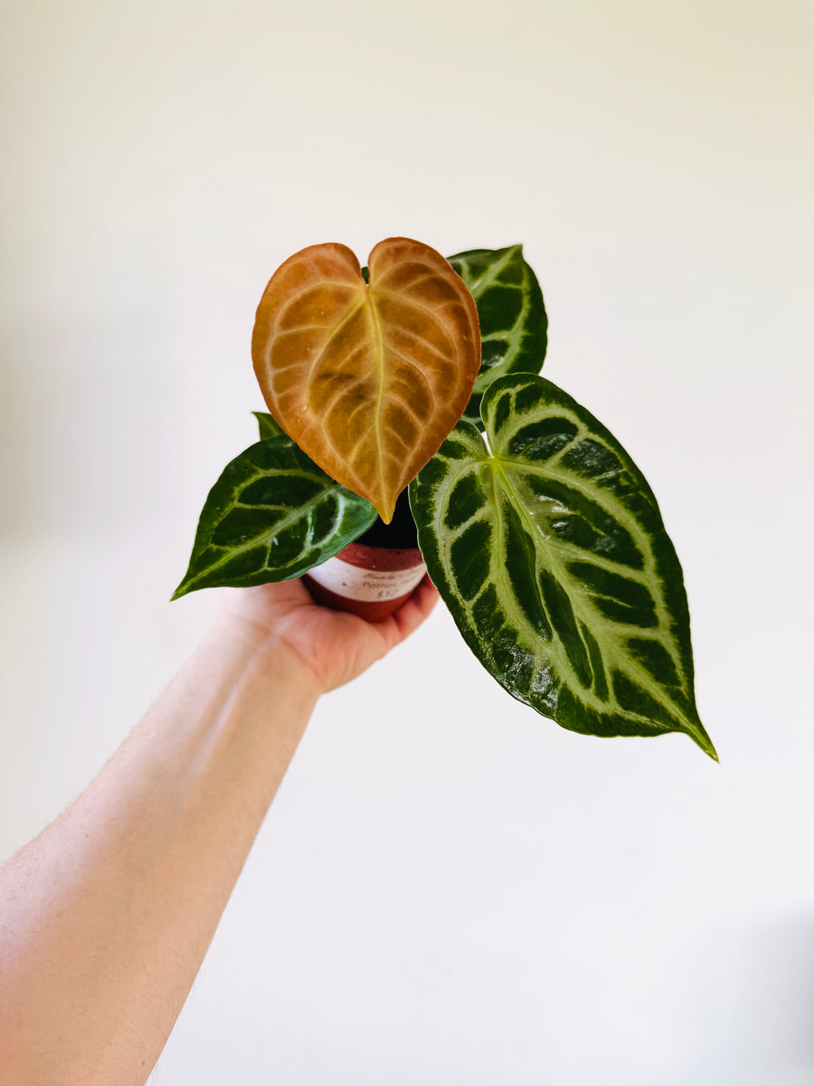 Anthurium Red Crystallinum x Doryaki - 4” Pot
