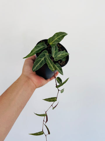 Halloween Vine - Cissus Amazonica - 4