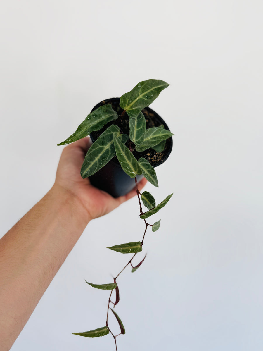 Halloween Vine - Cissus Amazonica - 4