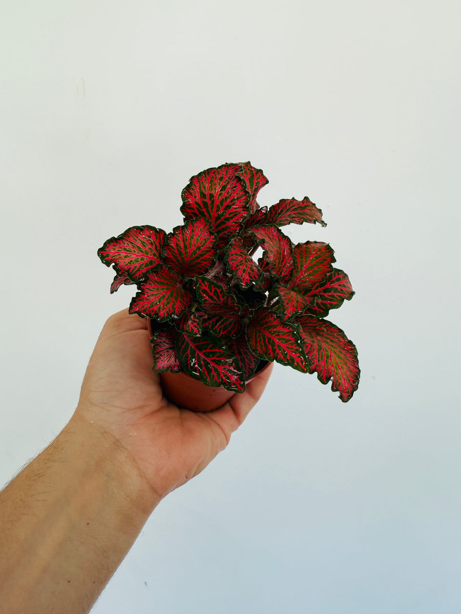 Fittonia Red Roses- 3” Pot