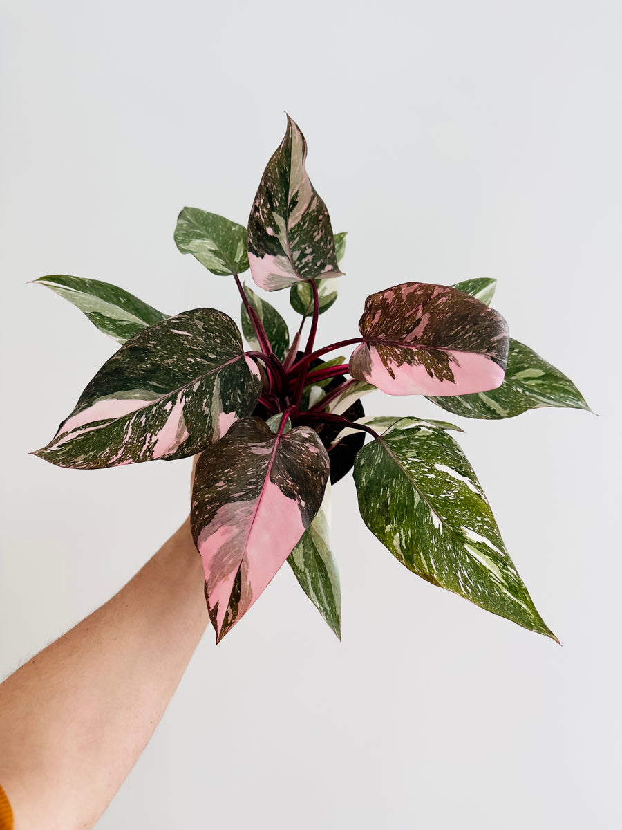 Philodendron Pink Princess Galaxy King - High Variegation - 4