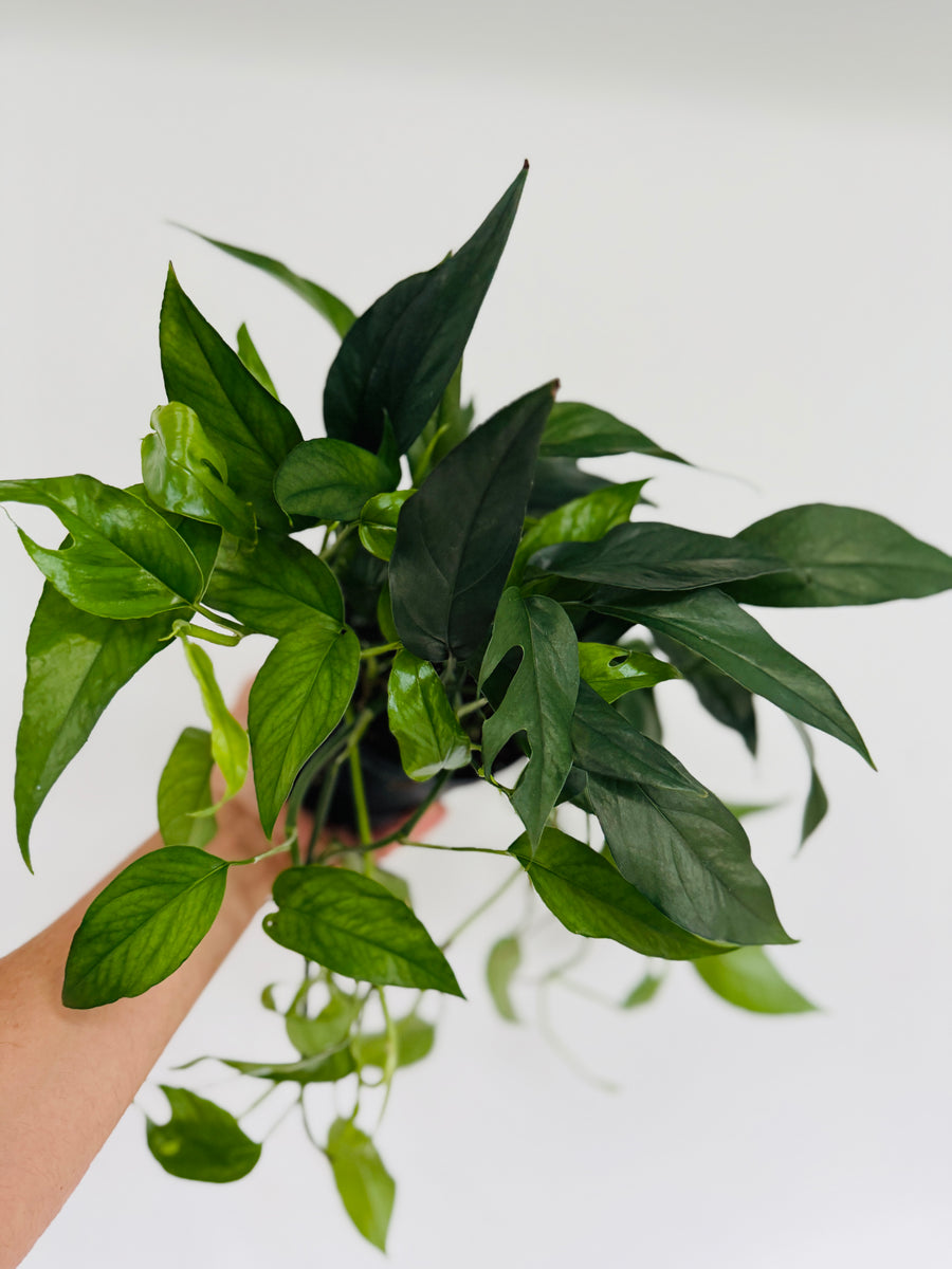 pothos dark form Epipremnum Pinnatum 'Cebu Dark Form'