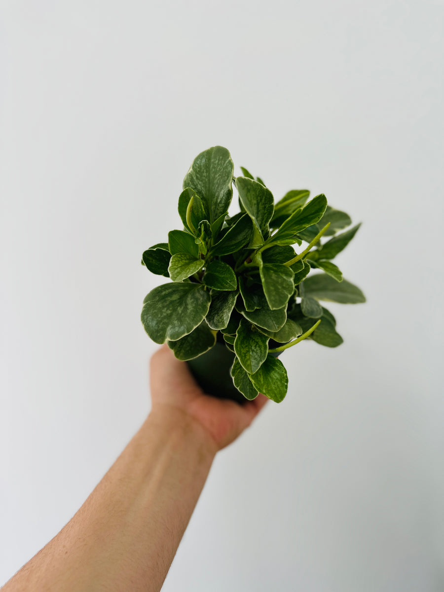 Peperomia Grayscale - 4