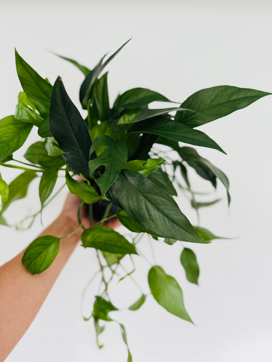 dark form pothos Epipremnum Pinnatum 'Cebu Dark Form'
