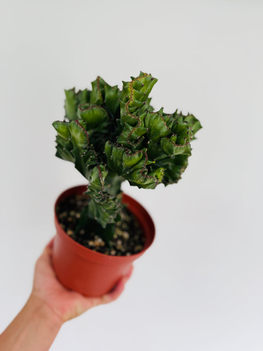 Euphorbia Cristata 'Dragon Bones' - Green Coral Cactus - 6