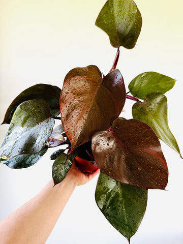 Philodendron Royal Queen - 6