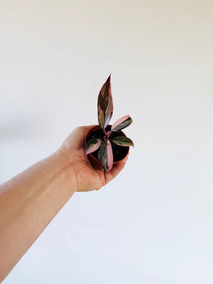 philodendron king Philodendron Pink Princess Galaxy King
