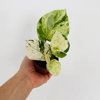 pothos harlequin Pothos Harlequin
