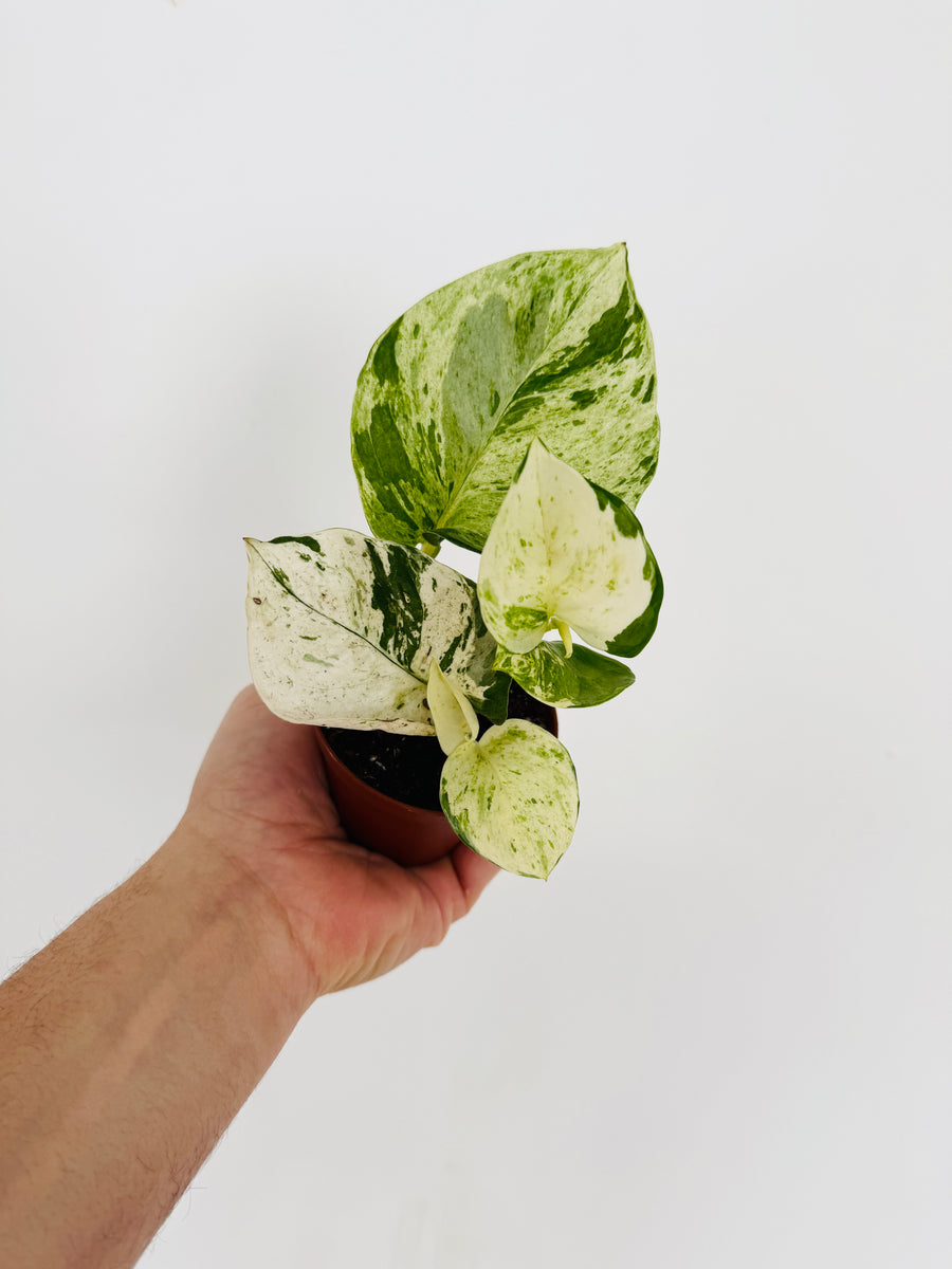 harlequin pothos. Pothos Harlequin
