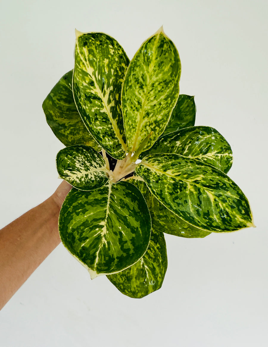 Aglaonema Mint Papuma - 4