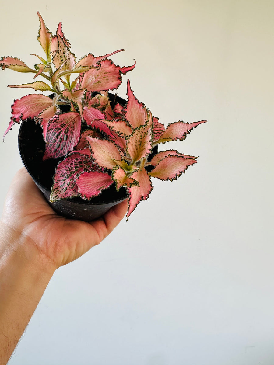 Fittonia Pink Forest Flame - 4