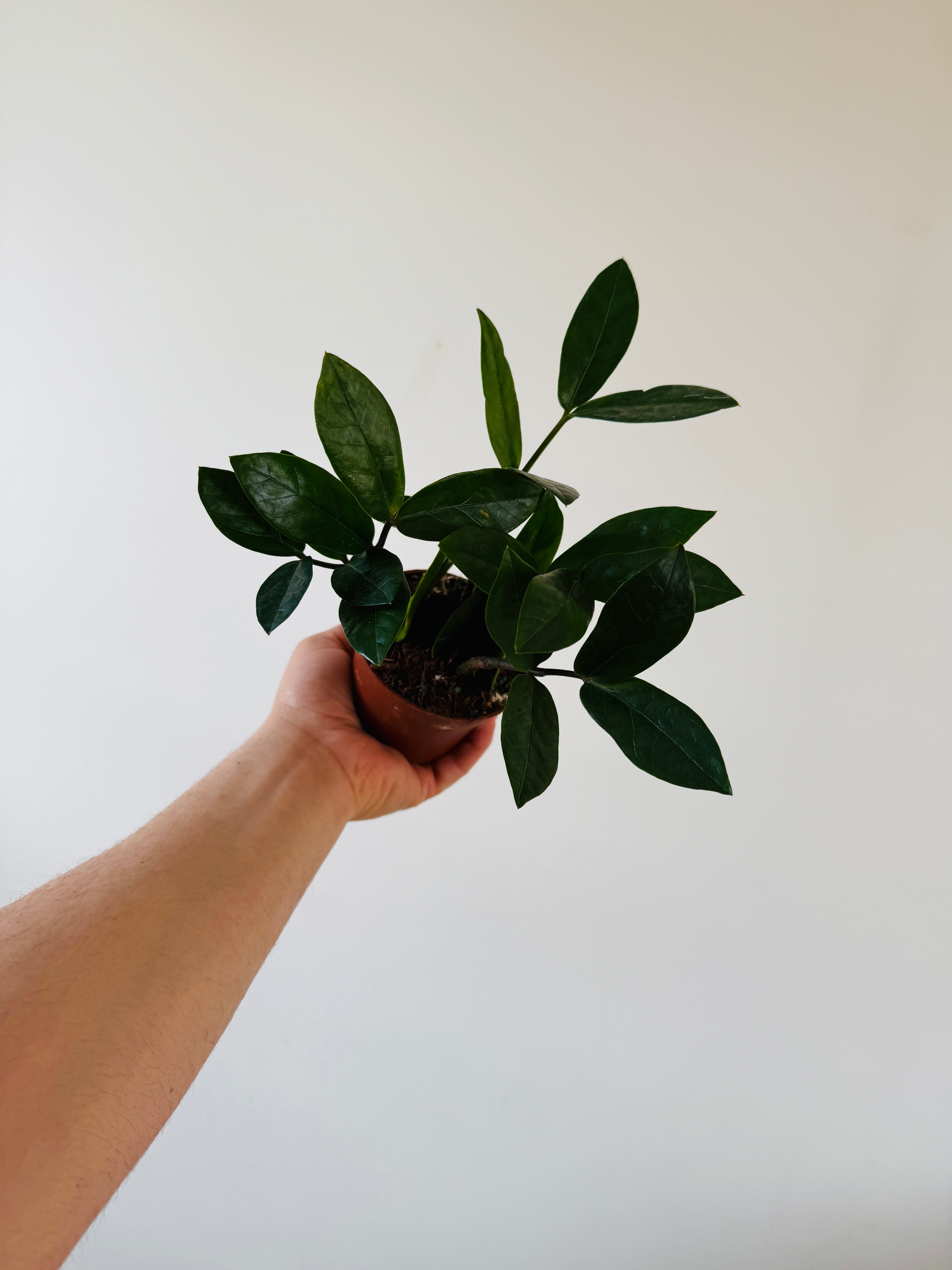 ZZ Plant – Brumley & Bloom