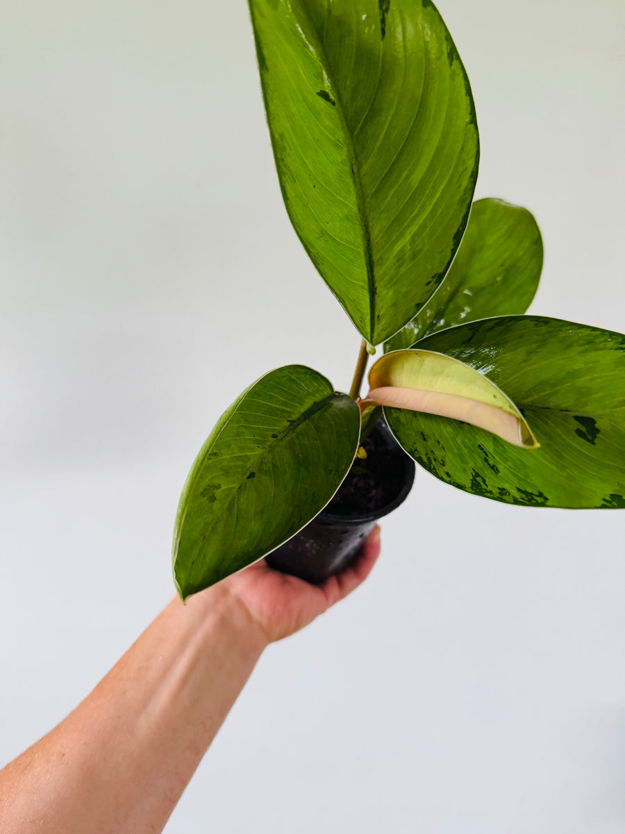 Homalomena Selby - 4” Pot