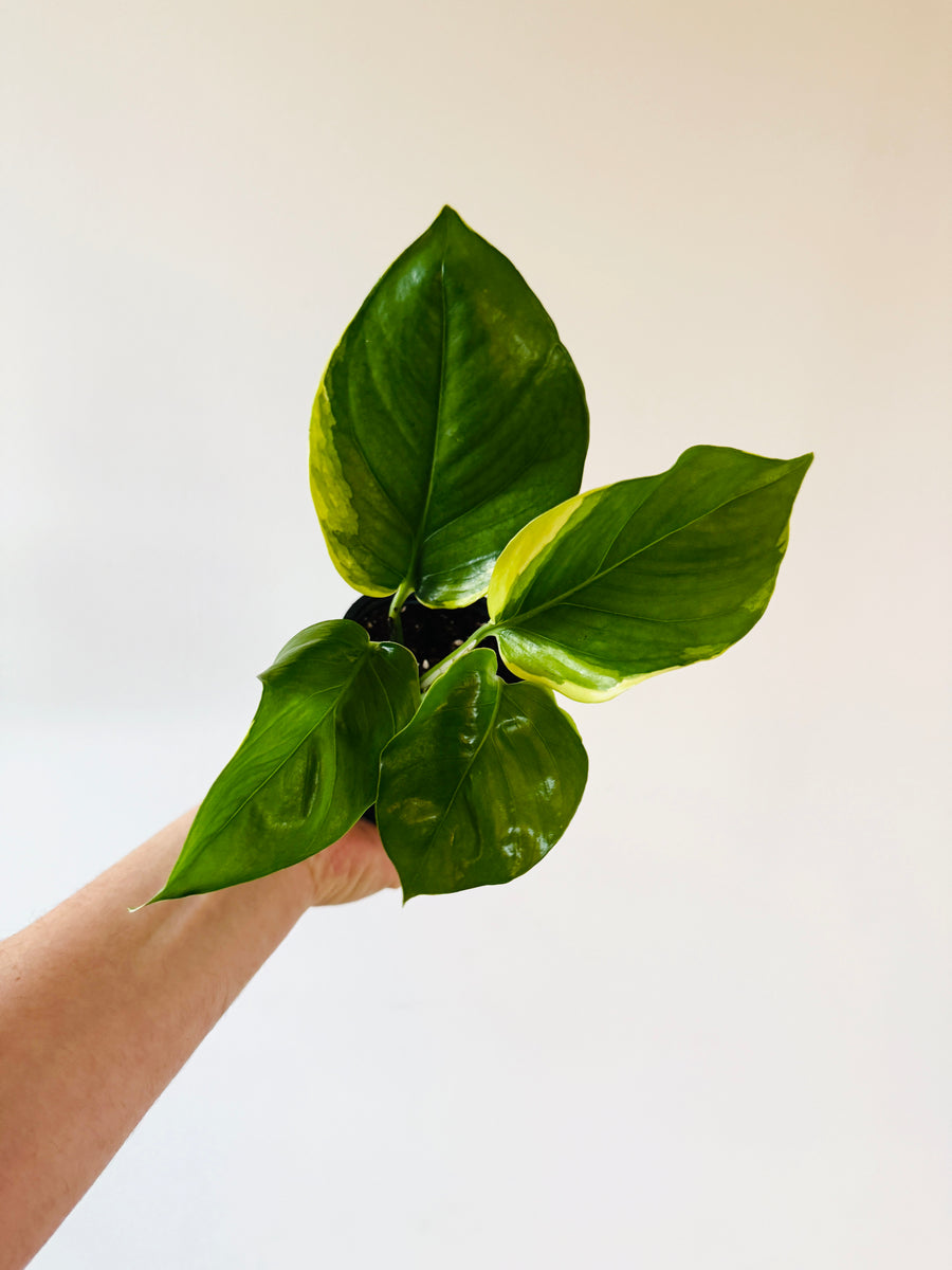 manjula vs golden pothos Pothos Manjula 'Poonsin'