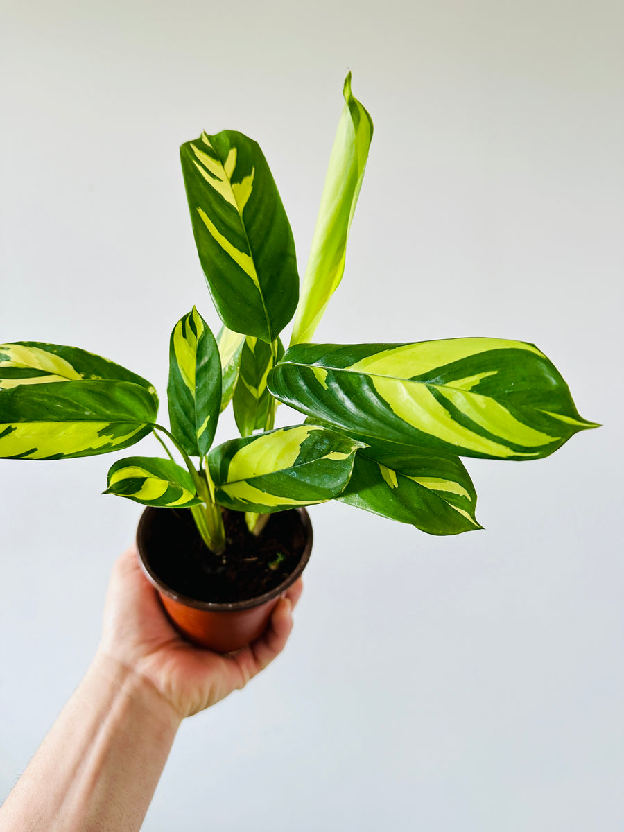 Calathea 'Pilosa' - 4