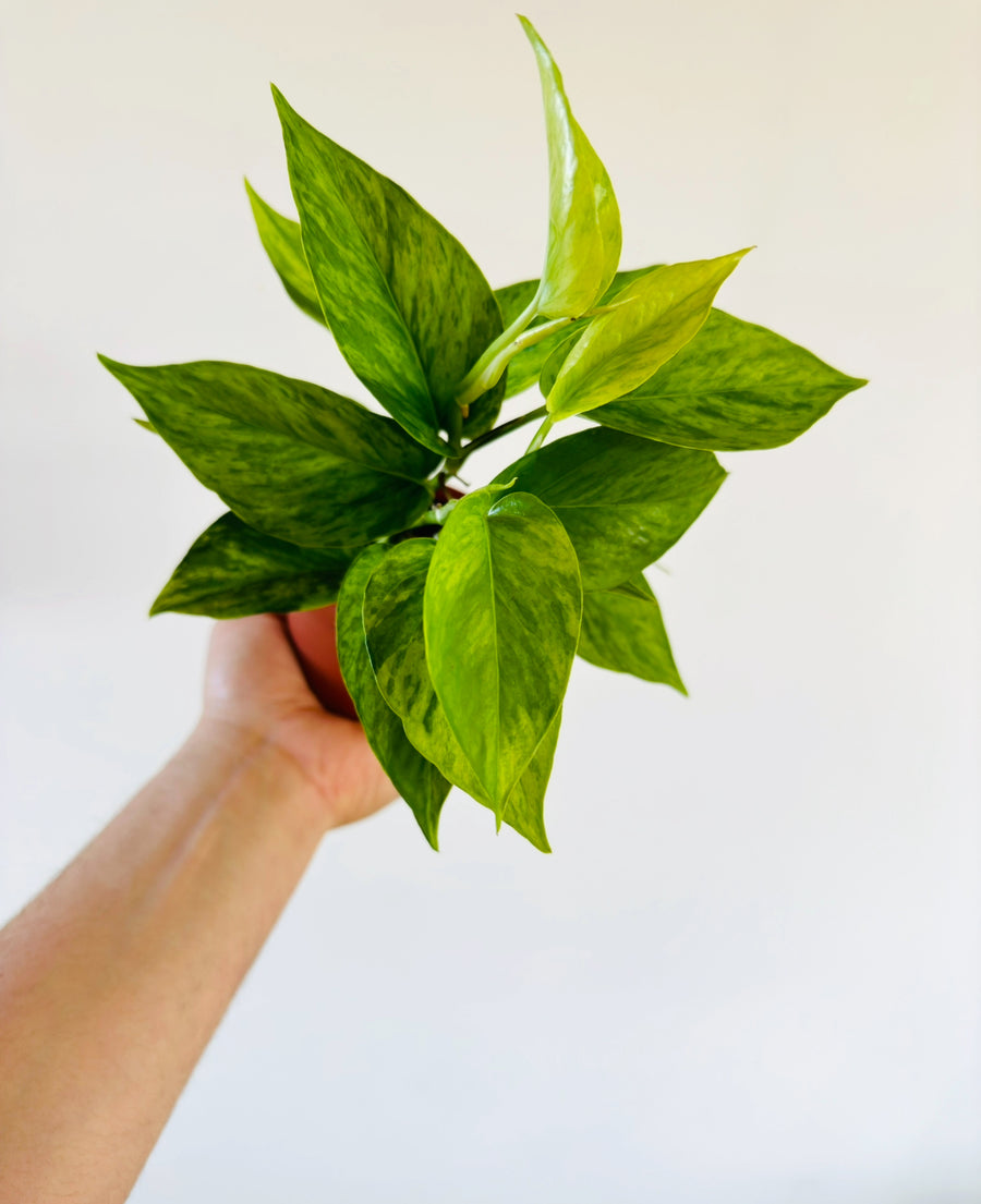 Pothos Jessenia - High Variegation - 4” Pot