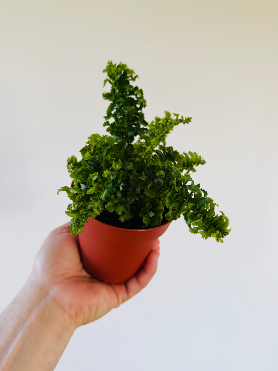Curly Boston Fern - 4