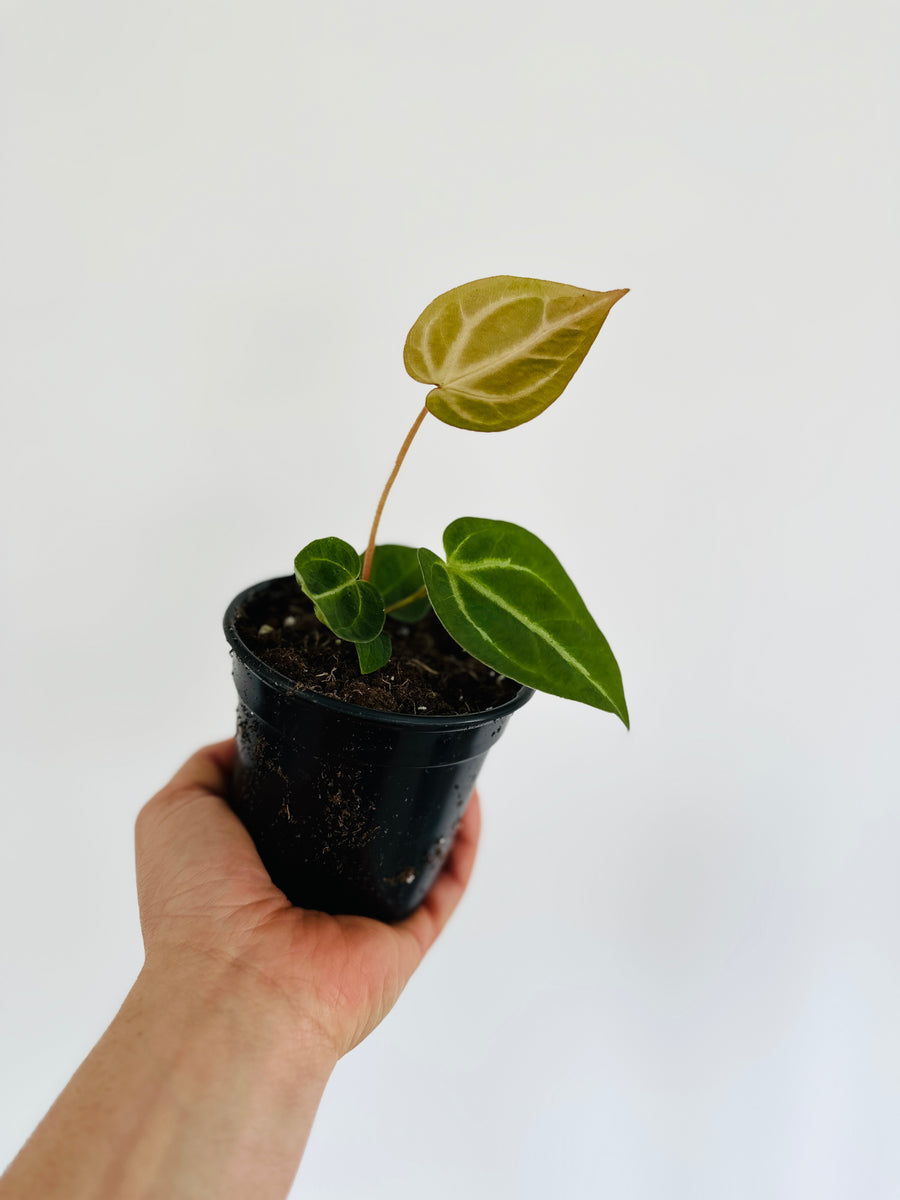 Anthurium Magnificum - 4