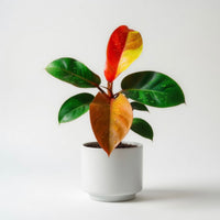 Philodendron Red Moon  Brumley & Bloom