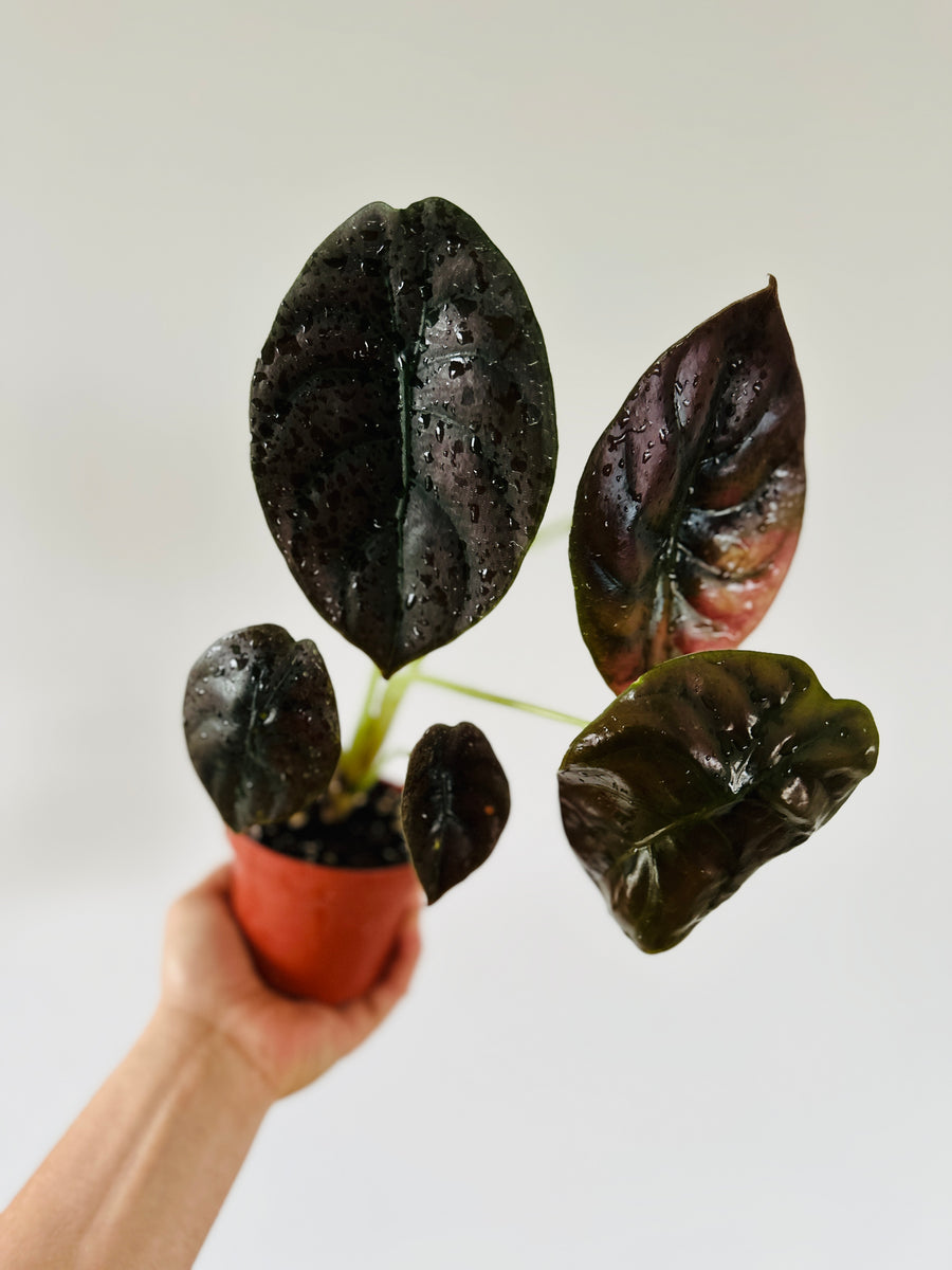 Alocasia Cuprea 'Red Secret’ - Large Growth - 4