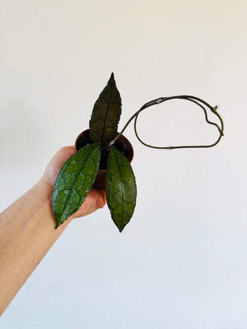 Hoya Cleminsiorum Dark Leaf - 3” Pot