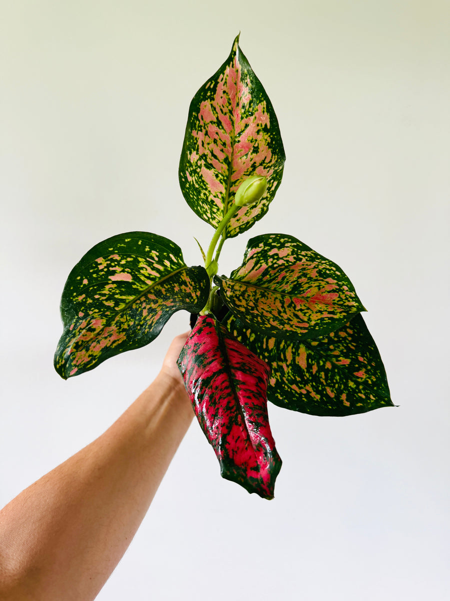 Aglaonema Red Dragon - 4