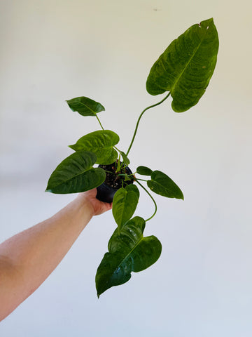 Anthurium King Veitchii - Rare Aroid - 4