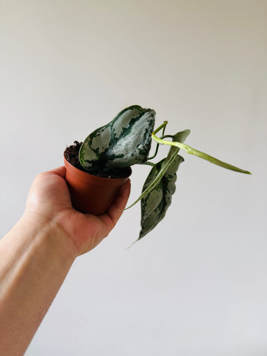 Scindapsus sp. Silver Sierra - Rare Aroid - 3” Pot