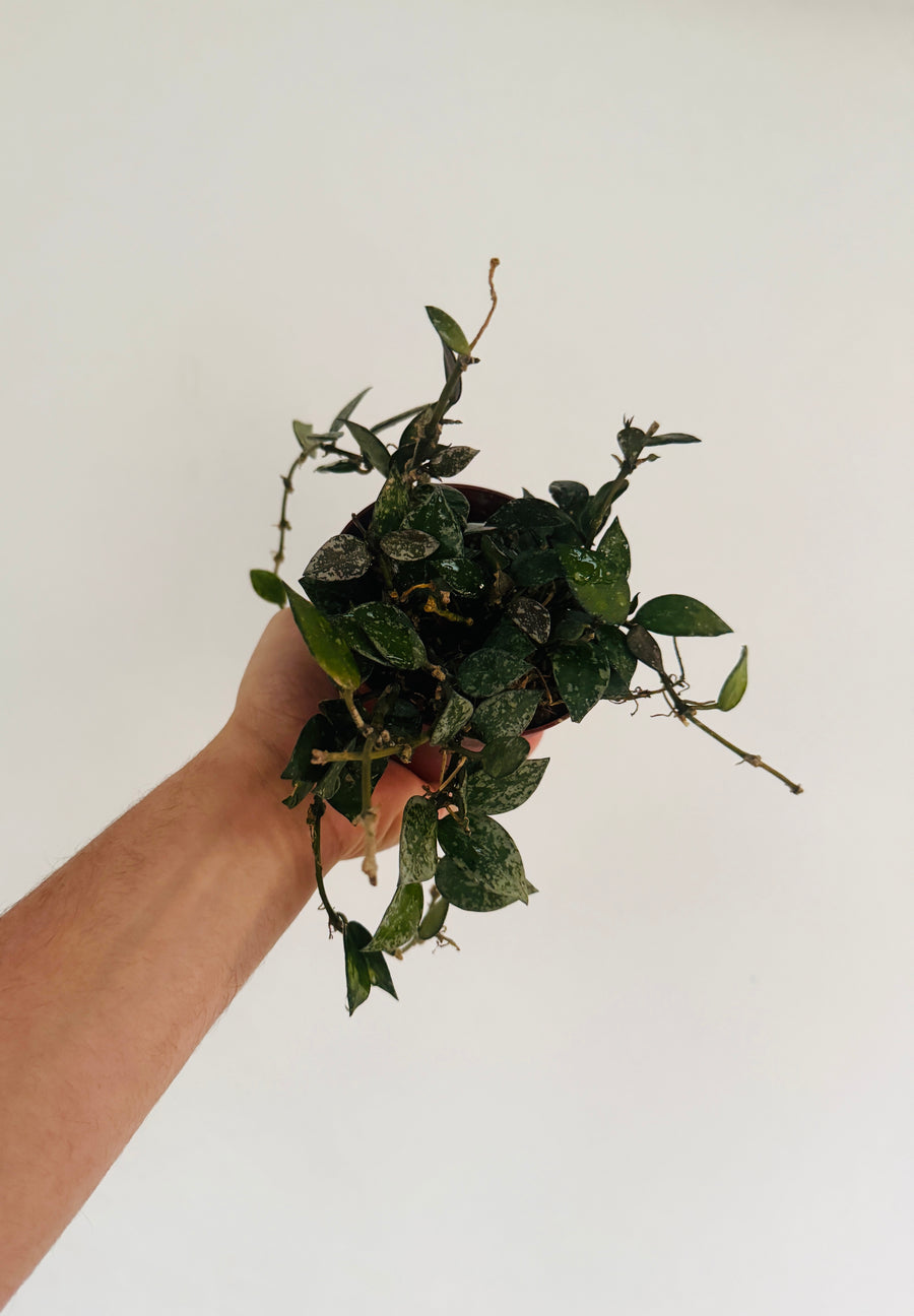 Hoya Krohniana Snow Caps - 4” Pot