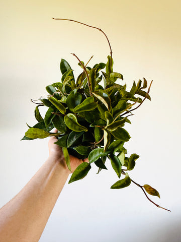 Hoya Carnosa ‘Jade’ - 6” Pot