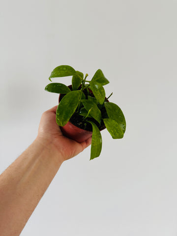 Hoya Merrillii - 4