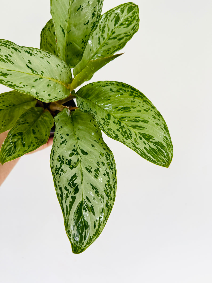 Aglaonema Donatello - 4