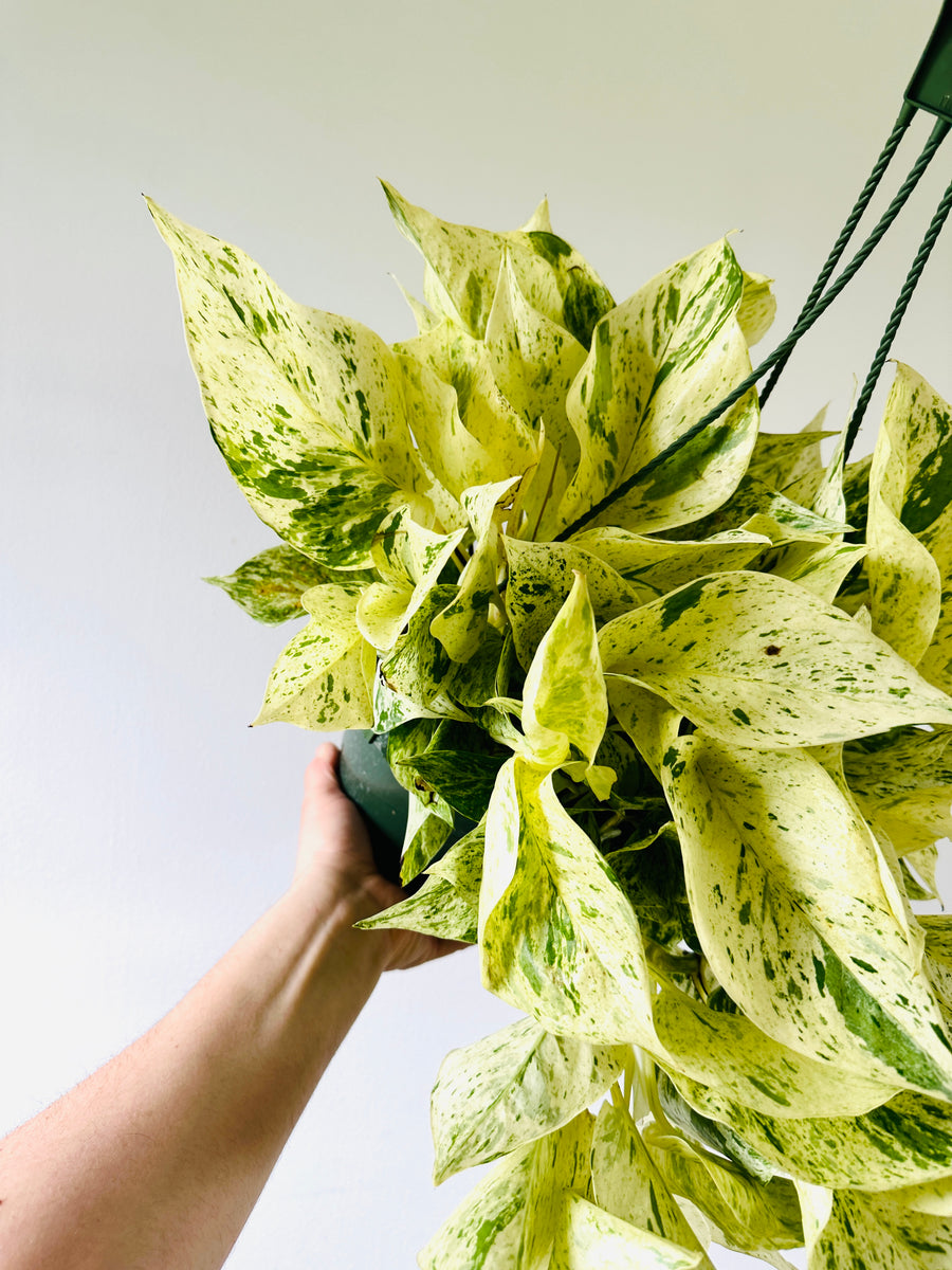 Snow Queen Pothos - Epipremnum Aureum 'Snow Queen' - 6” Hanging Basket
