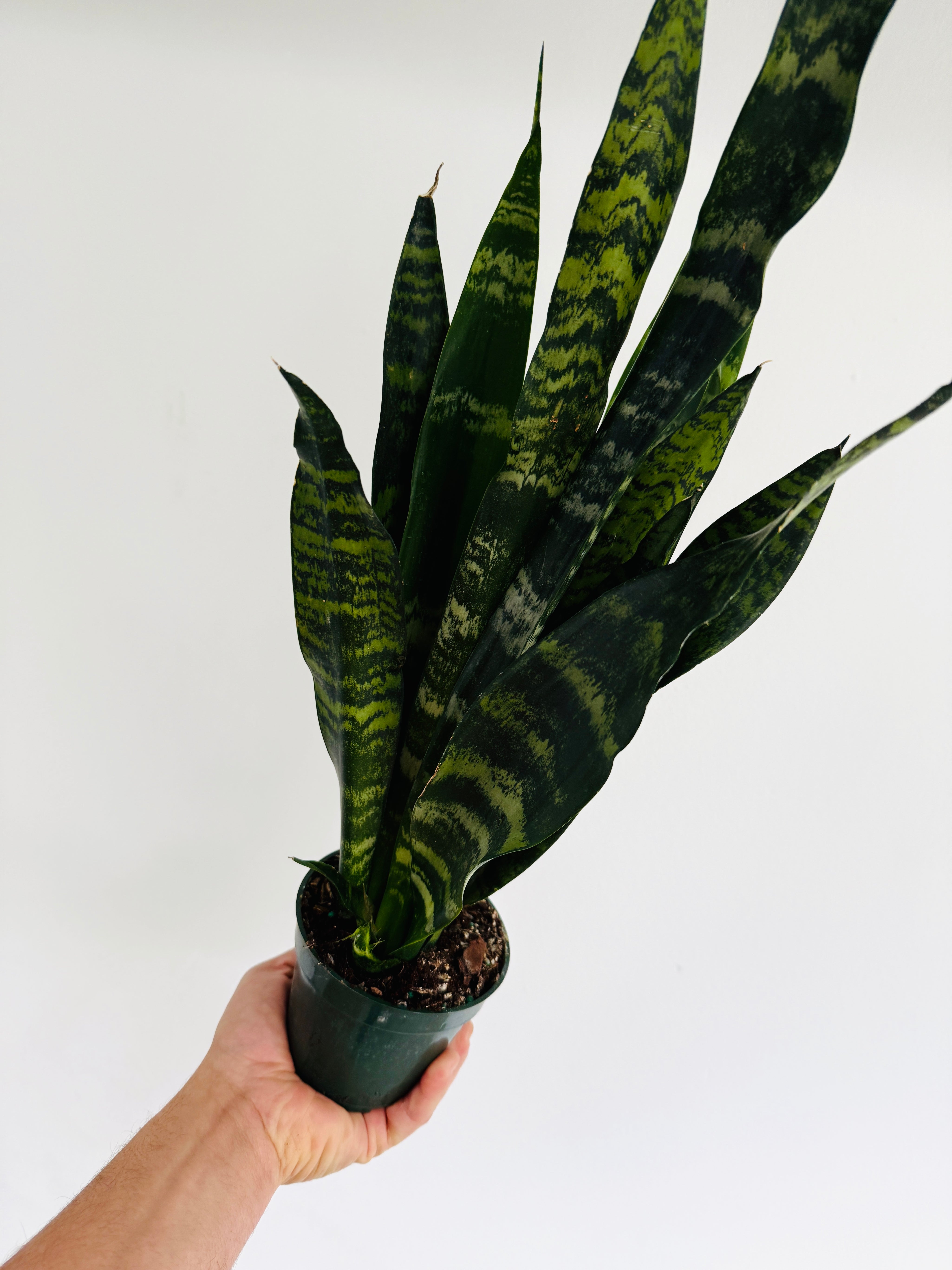 Sansevieria Black Forest - 4