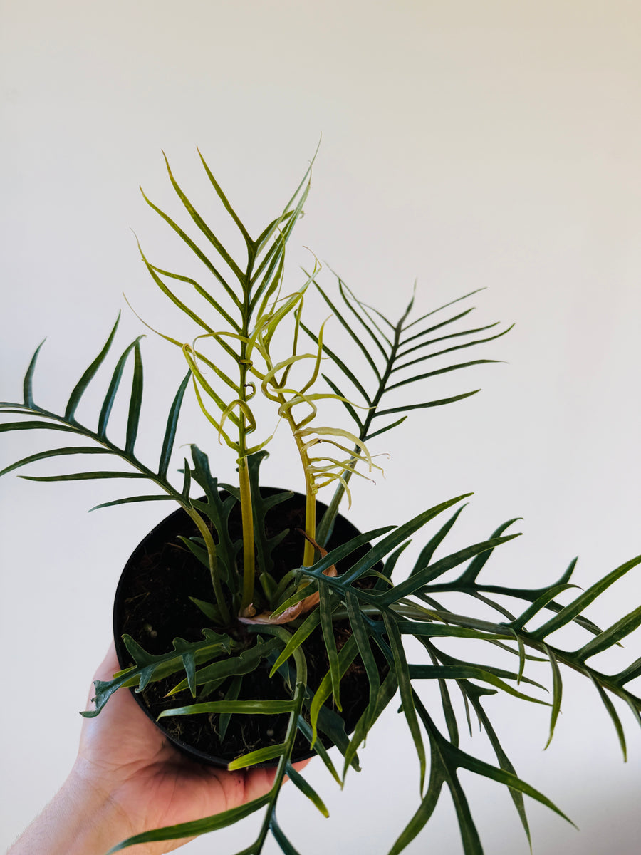 Philodendron Tortum - 6” Pot