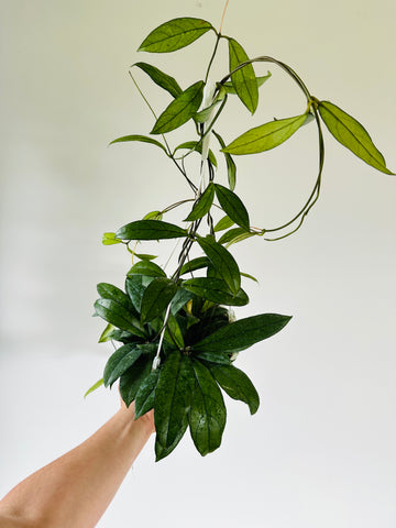 Hoya Crassipetiolata - Up to 3 Feet Long Vines - Rare Hoya - 8
