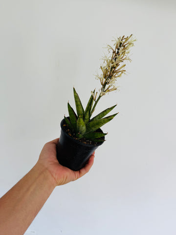 Sansevieria Rockman - 4