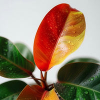 Philodendron Red Moon – Brumley & Bloom