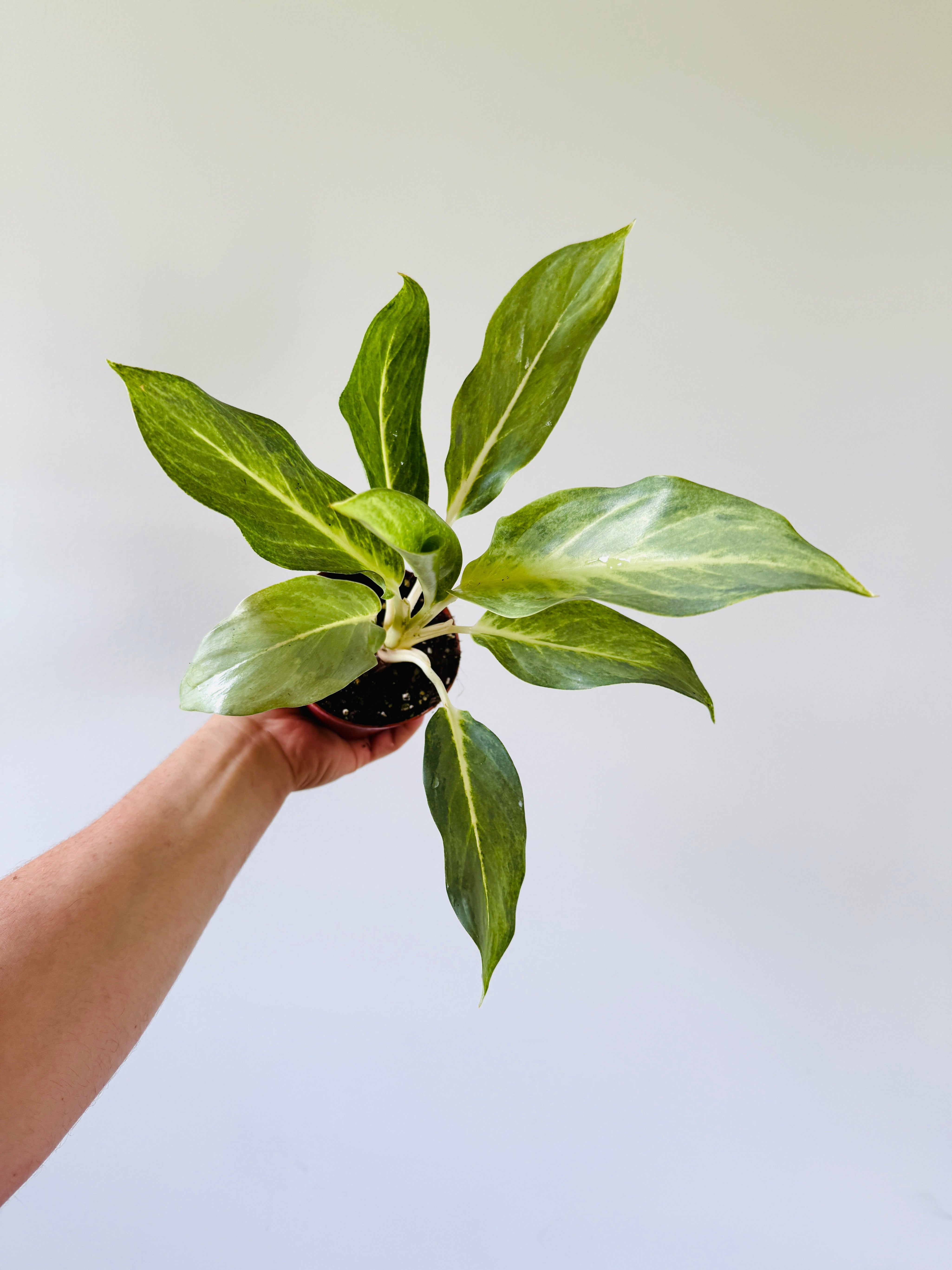 朝方迄特別価格【Weed】Aglaonema pictum 特価[weed] Aglaonema pictum